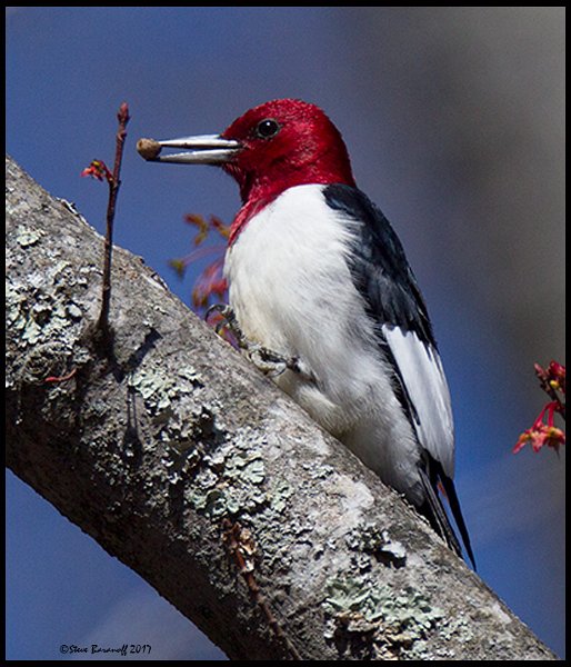_7SB3972 red-headed woodpecker.jpg